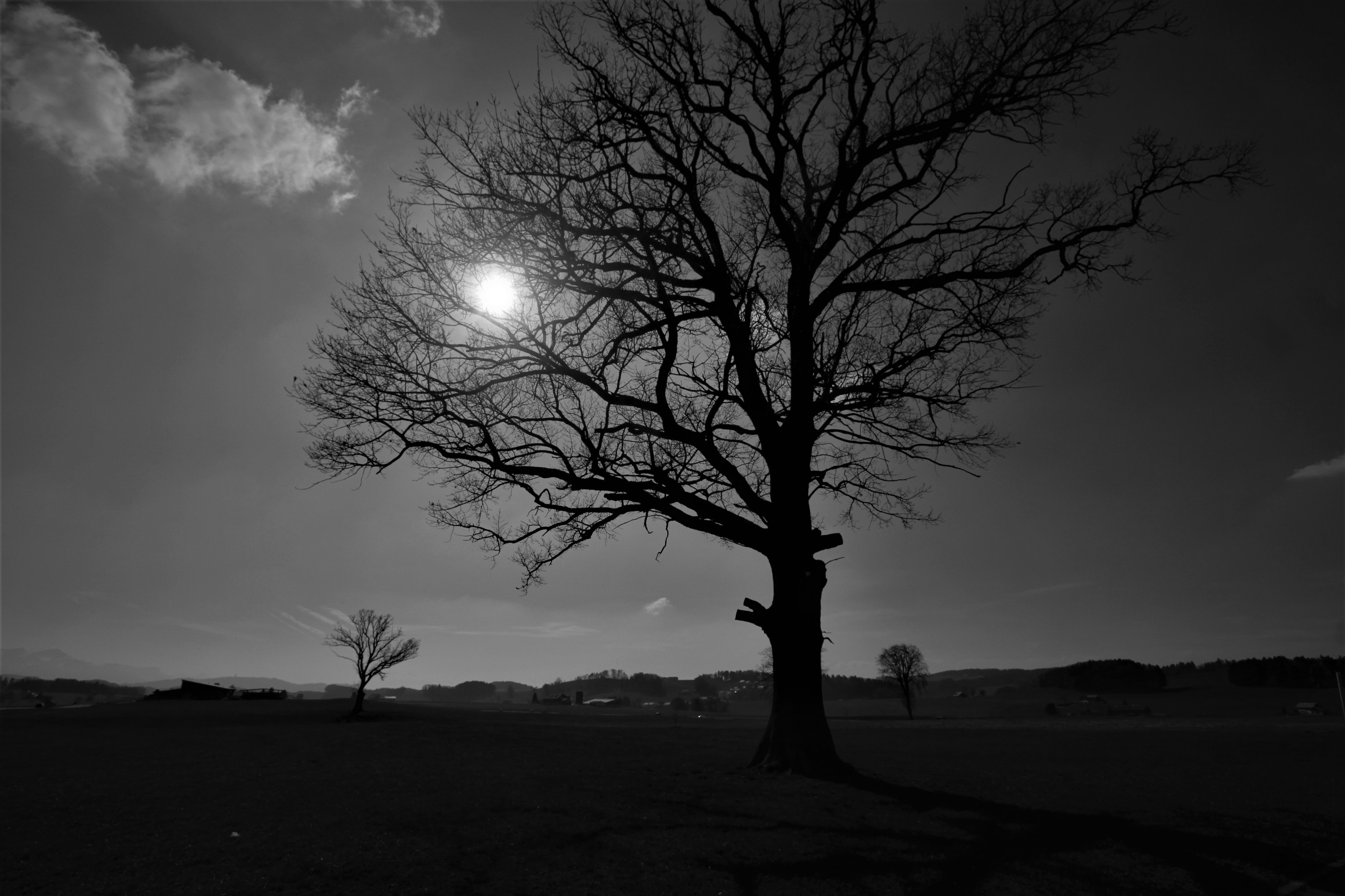 Arbre prés de Semsales