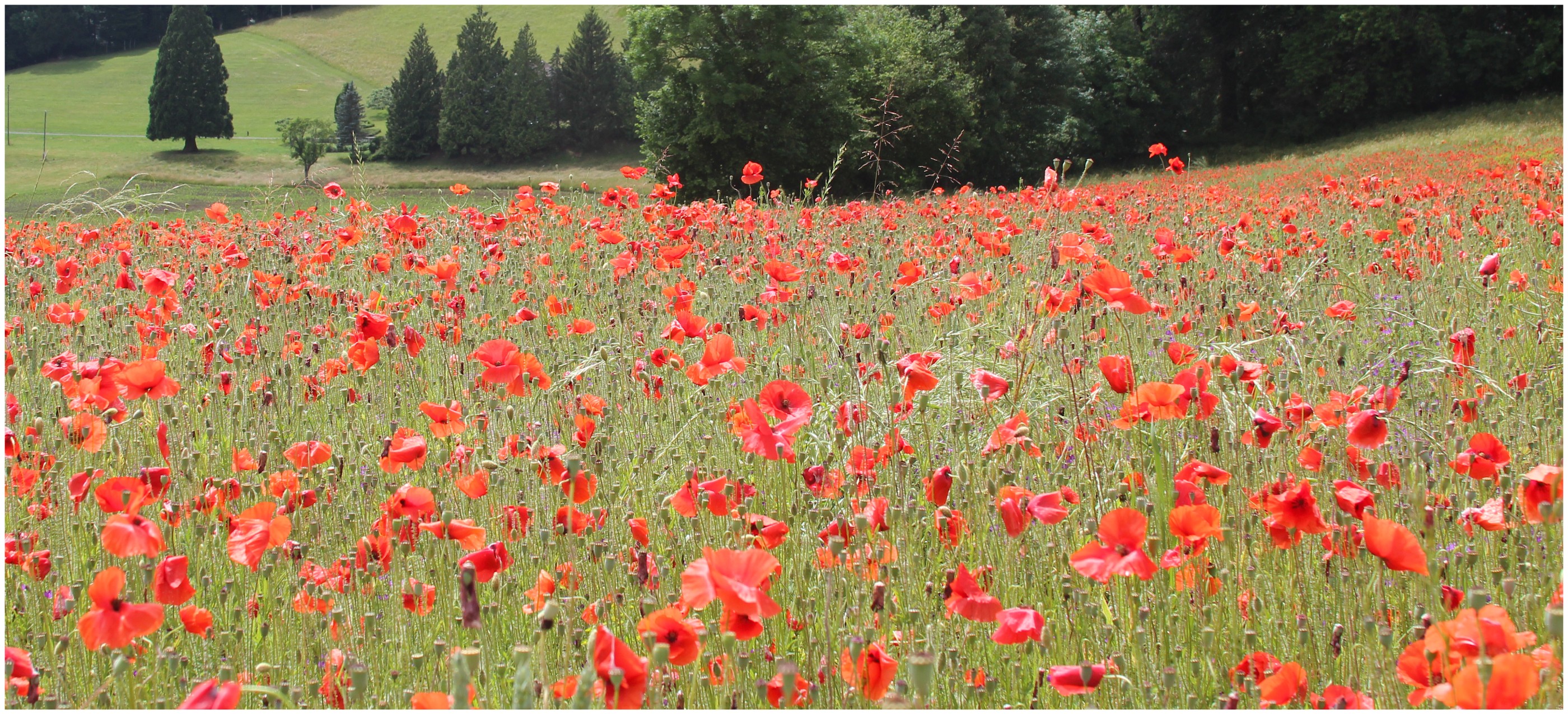 Champs de coquelicots