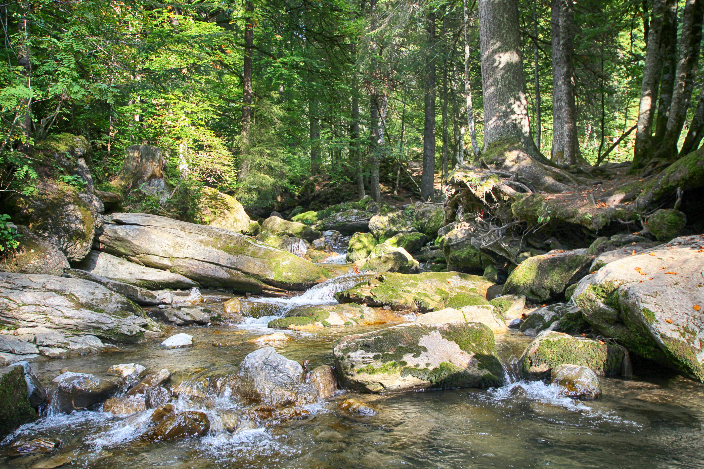 Forêt et cour d'eau